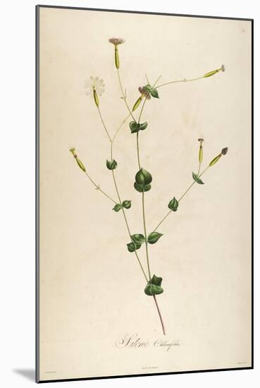 Vintage Botanical 178-Tina Carlson-Mounted Art Print