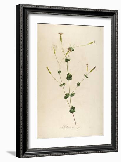 Vintage Botanical 178-Tina Carlson-Framed Art Print