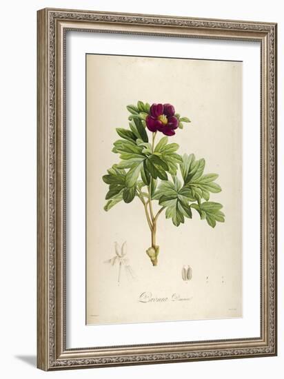 Vintage Botanical 186-Tina Carlson-Framed Art Print