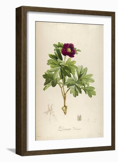 Vintage Botanical 186-Tina Carlson-Framed Art Print