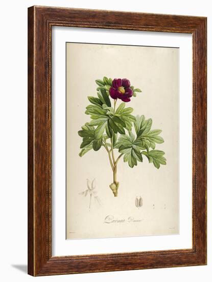 Vintage Botanical 186-Tina Carlson-Framed Art Print