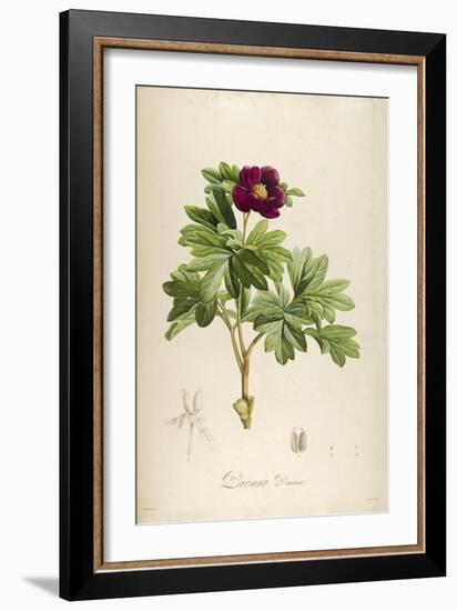 Vintage Botanical 186-Tina Carlson-Framed Art Print