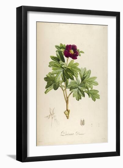 Vintage Botanical 186-Tina Carlson-Framed Art Print
