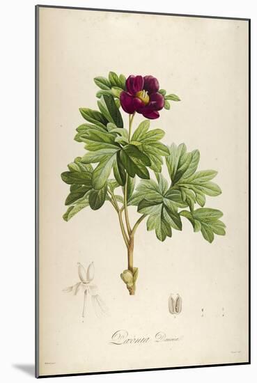 Vintage Botanical 186-Tina Carlson-Mounted Art Print