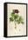 Vintage Botanical 186-Tina Carlson-Framed Stretched Canvas