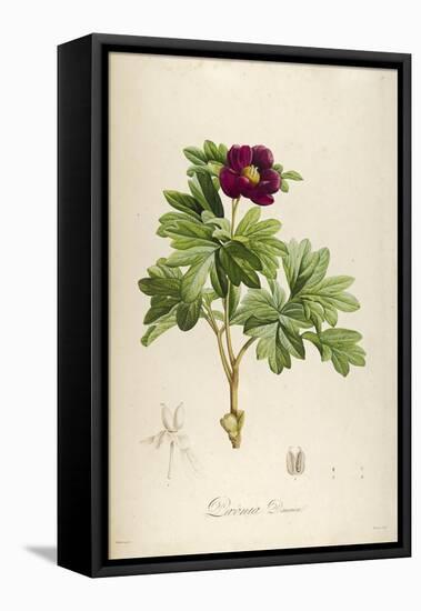 Vintage Botanical 186-Tina Carlson-Framed Stretched Canvas