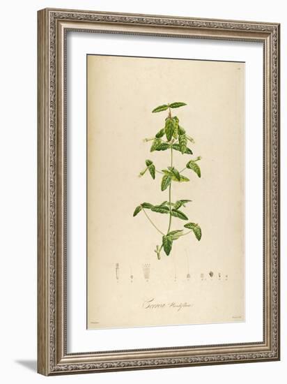 Vintage Botanical 192-Tina Carlson-Framed Art Print