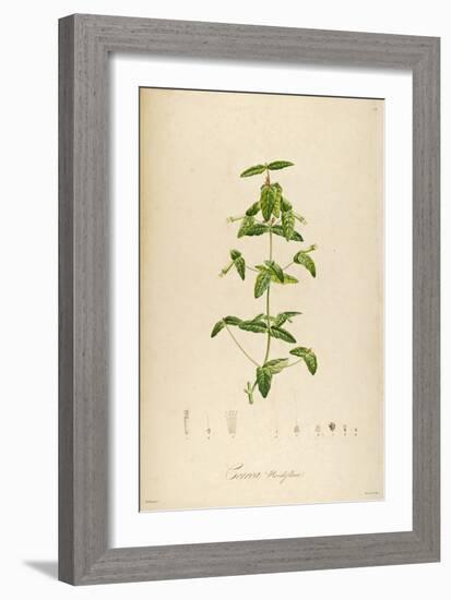 Vintage Botanical 192-Tina Carlson-Framed Art Print