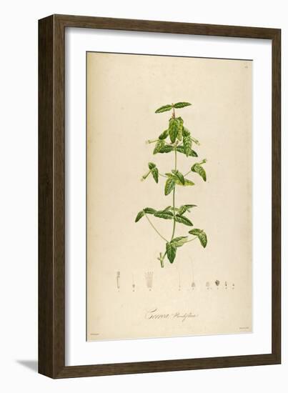 Vintage Botanical 192-Tina Carlson-Framed Art Print