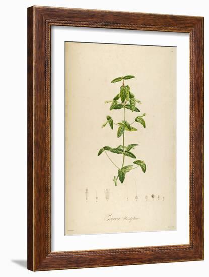 Vintage Botanical 192-Tina Carlson-Framed Art Print