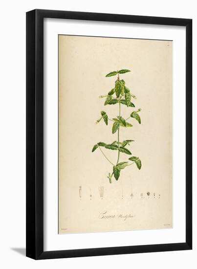 Vintage Botanical 192-Tina Carlson-Framed Art Print