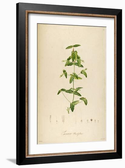 Vintage Botanical 192-Tina Carlson-Framed Art Print