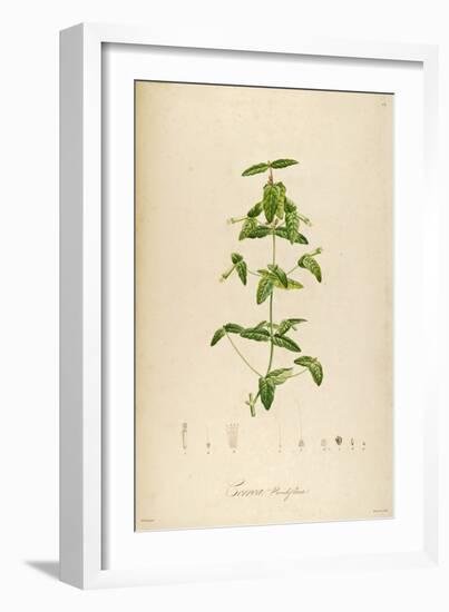 Vintage Botanical 192-Tina Carlson-Framed Art Print