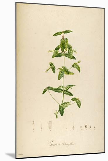 Vintage Botanical 192-Tina Carlson-Mounted Art Print