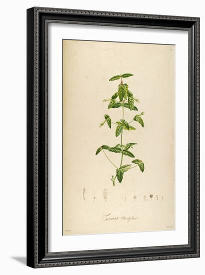 Vintage Botanical 192-Tina Carlson-Framed Art Print