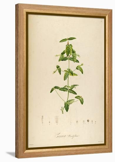 Vintage Botanical 192-Tina Carlson-Framed Stretched Canvas