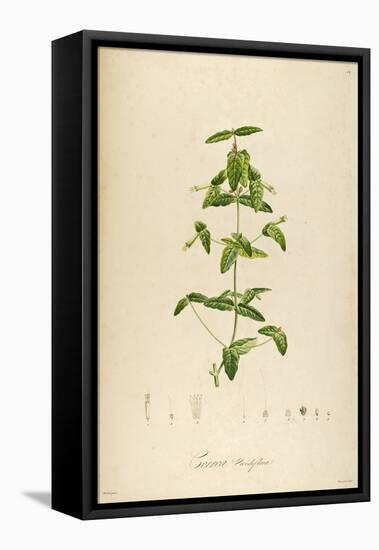 Vintage Botanical 192-Tina Carlson-Framed Stretched Canvas