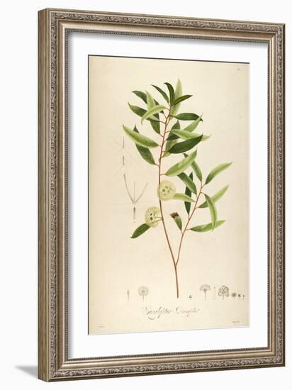 Vintage Botanical 194-Tina Carlson-Framed Art Print