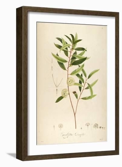 Vintage Botanical 194-Tina Carlson-Framed Art Print