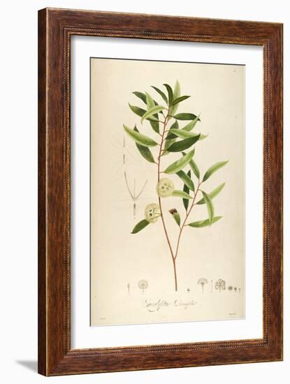 Vintage Botanical 194-Tina Carlson-Framed Art Print