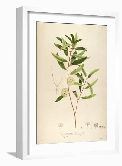 Vintage Botanical 194-Tina Carlson-Framed Art Print