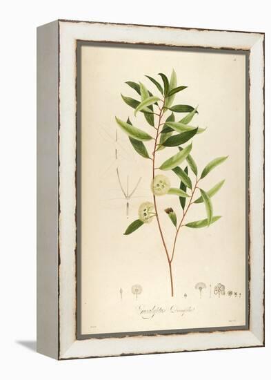Vintage Botanical 194-Tina Carlson-Framed Stretched Canvas