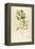 Vintage Botanical 194-Tina Carlson-Framed Stretched Canvas