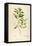 Vintage Botanical 194-Tina Carlson-Framed Stretched Canvas