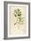 Vintage Botanical 194-Tina Carlson-Framed Art Print