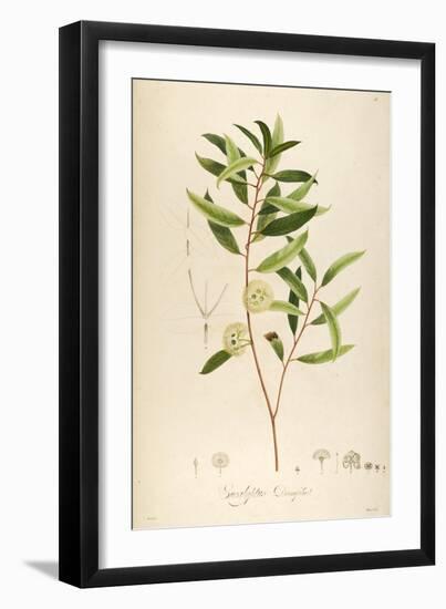 Vintage Botanical 194-Tina Carlson-Framed Art Print