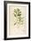 Vintage Botanical 194-Tina Carlson-Framed Art Print