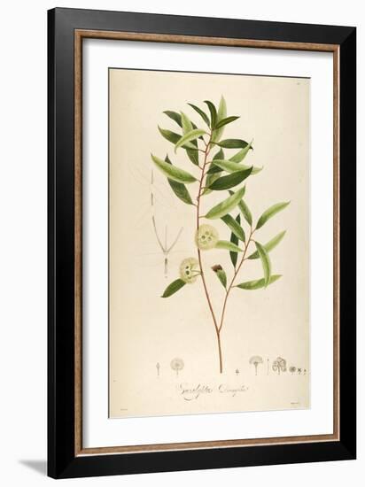 Vintage Botanical 194-Tina Carlson-Framed Art Print