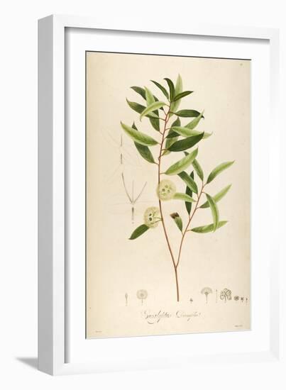 Vintage Botanical 194-Tina Carlson-Framed Art Print