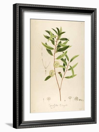 Vintage Botanical 194-Tina Carlson-Framed Art Print