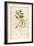 Vintage Botanical 194-Tina Carlson-Framed Art Print