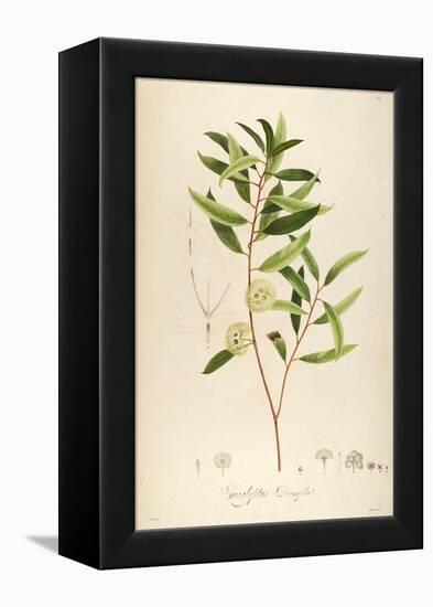 Vintage Botanical 194-Tina Carlson-Framed Stretched Canvas