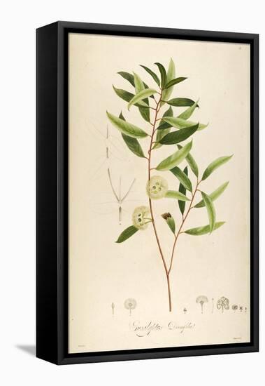 Vintage Botanical 194-Tina Carlson-Framed Stretched Canvas