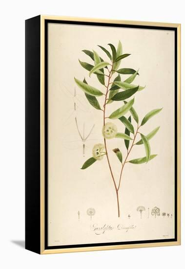 Vintage Botanical 194-Tina Carlson-Framed Stretched Canvas