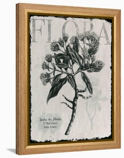 Vintage Botanical 1-Melody Hogan-Framed Stretched Canvas