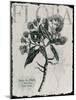 Vintage Botanical 1-Melody Hogan-Mounted Art Print