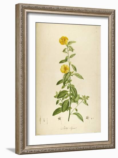 Vintage Botanical 202-Tina Carlson-Framed Art Print