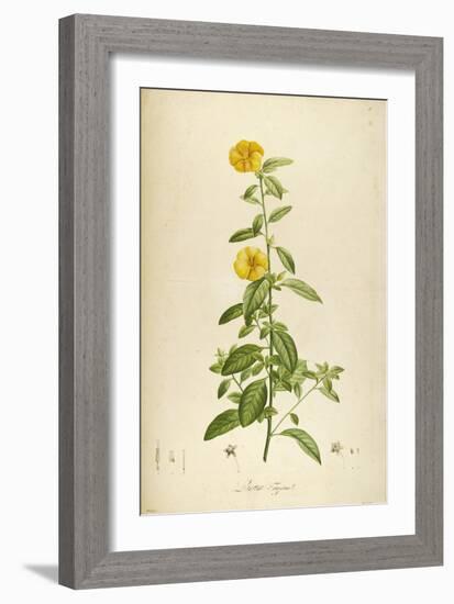 Vintage Botanical 202-Tina Carlson-Framed Art Print