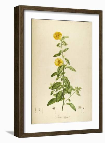 Vintage Botanical 202-Tina Carlson-Framed Art Print