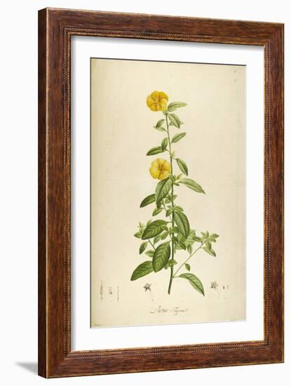 Vintage Botanical 202-Tina Carlson-Framed Art Print