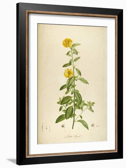 Vintage Botanical 202-Tina Carlson-Framed Art Print