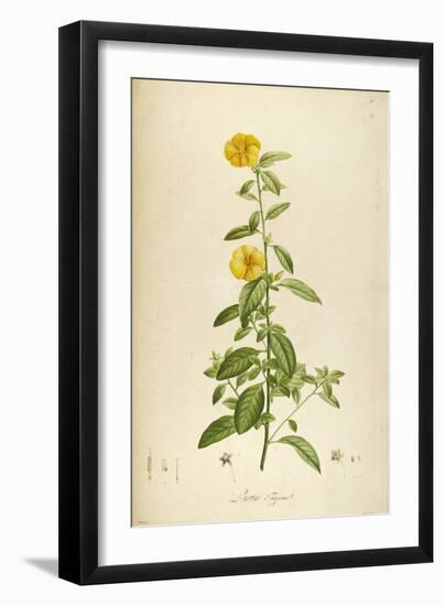 Vintage Botanical 202-Tina Carlson-Framed Art Print