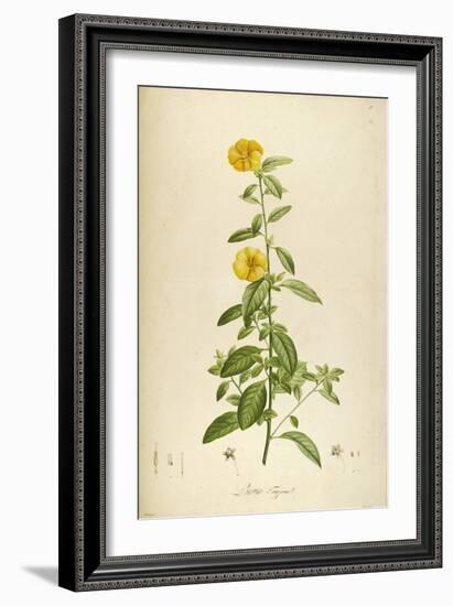Vintage Botanical 202-Tina Carlson-Framed Art Print
