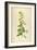 Vintage Botanical 202-Tina Carlson-Framed Art Print