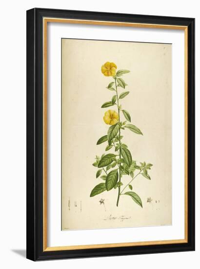 Vintage Botanical 202-Tina Carlson-Framed Art Print