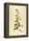 Vintage Botanical 202-Tina Carlson-Framed Stretched Canvas